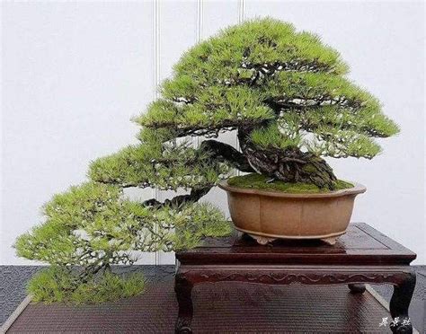 A Bonsai Tree In A Pot On A Table