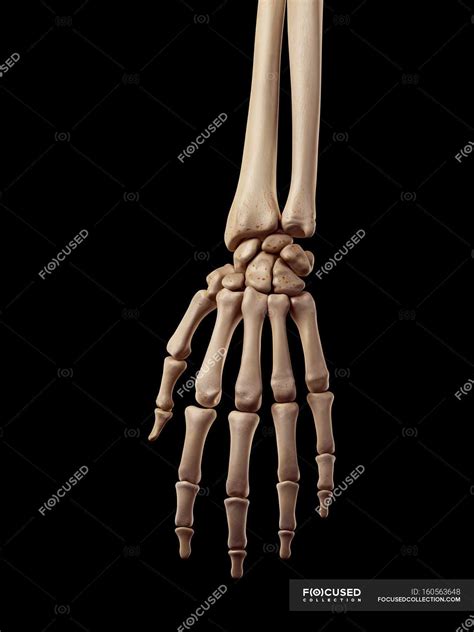 Human hand bones anatomy — conceptual, biology - Stock Photo | #160563648