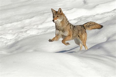 Captive Coyote Running On Snow, Montana Photograph by Adam Jones - Fine ...