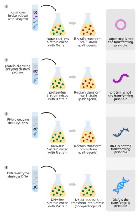 The Discovery Of DNA The Molecule Of Life