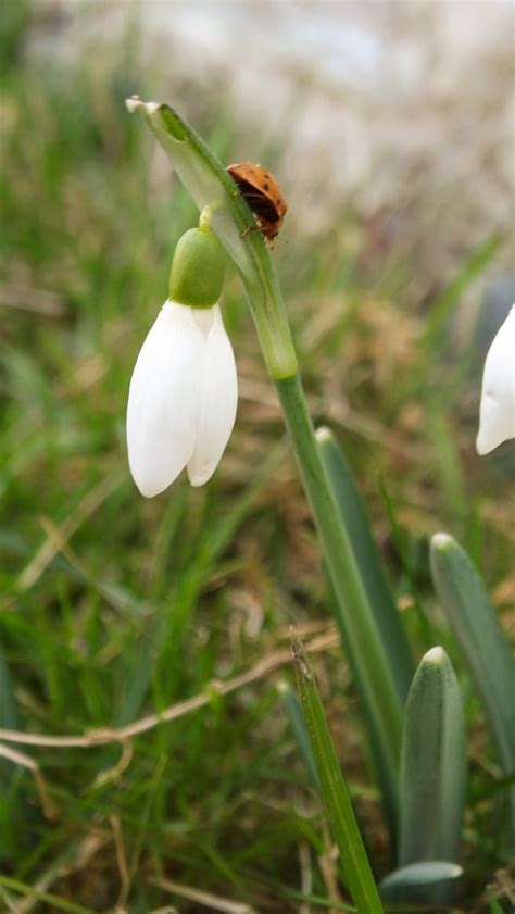 Perce Neige Coccinelle Fleur Photo Gratuite Sur Pixabay Pixabay