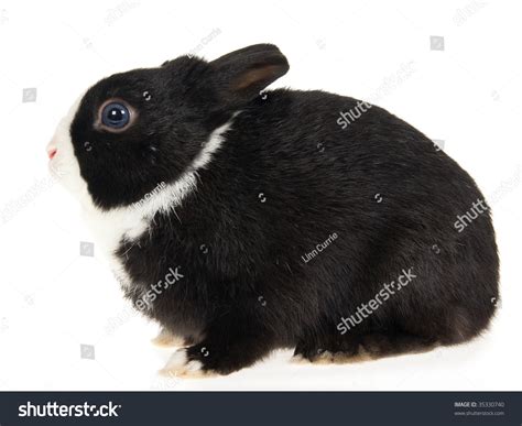 Dutch Black Netherland Dwarf Rabbit On White Background Stock Photo