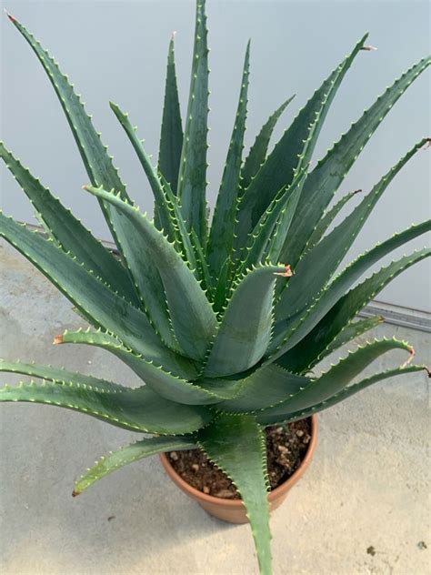 Pianta Di Aloe Arborescens Di Anni A Foglia Grande