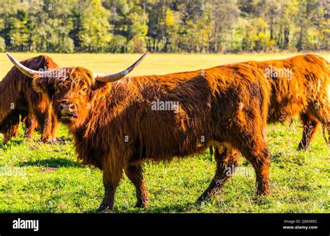 Colourful Cows Hi Res Stock Photography And Images Alamy