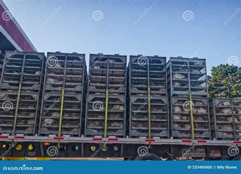 Live Chickens In Cages On A Semi Truck Flatbed Trailer Stock Photo