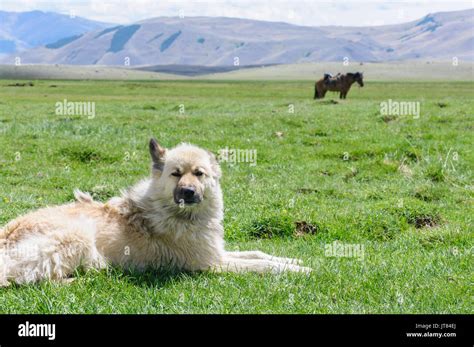 Alert Dog On Guard In Rural Region In Altai Stock Photo Alamy