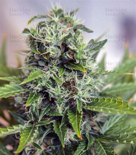 Purple Bud fem cannabis seeds for sale - Herbies