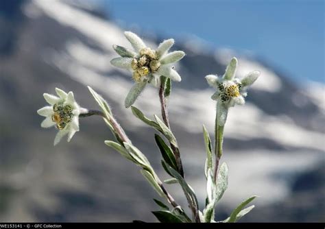 Addio Edelweiss Le Piante Alpine Potrebbero Scomparire Per Sempre