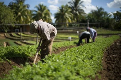 Cómo Empezó La Agricultura Ecológica En Cuba Paginabierta