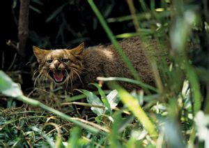 Pampas cat | mammal | Britannica.com