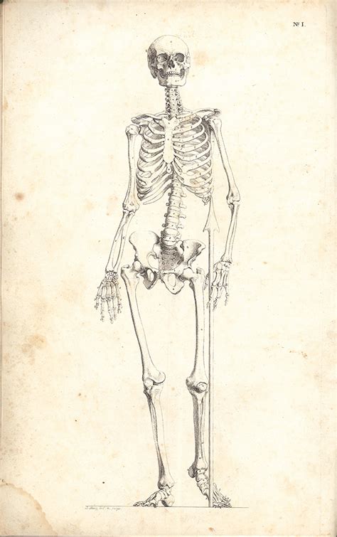 Research Of Artistic Anatomy Johann Martin Fischer Darstellung Des