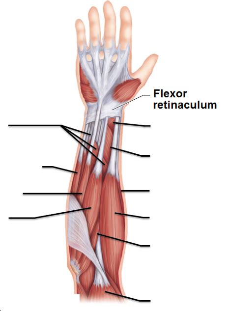 Anterior Flexors Of Arm Diagram Quizlet