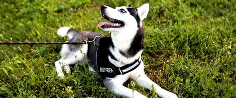 Il cane più veloce del mondo scopri la razza da corsa più rapida