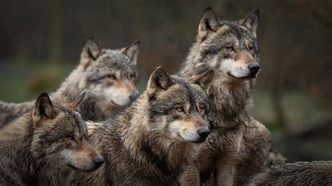 100+ Wolf Pack Names To Inspire You | Kidadl