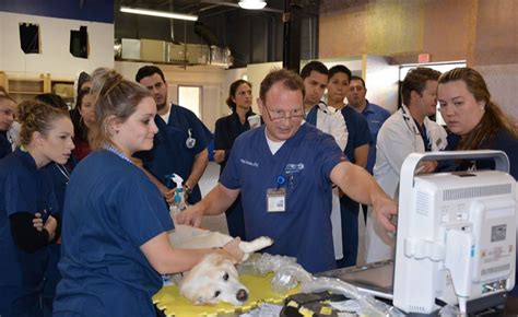 Veterinarian Training