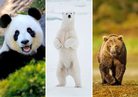 Polar Bear Vs Grizzly Bear Size Comparison