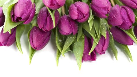 Purple Tulips Hd Wallpapers Top Free Purple Tulips Hd Backgrounds Wallpaperaccess