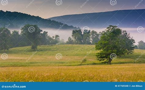 View Of Trees In A Farm Field And Distant Mountains On A Foggy M Stock