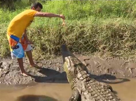 Actualizar 121 imagen cómo es el ambiente del cocodrilo Abzlocal mx