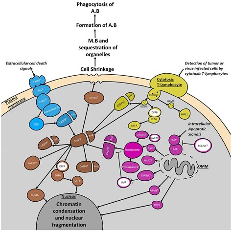 Frontiers Hormonal Regulation Of Programmed Cell Death In Sea Urchin