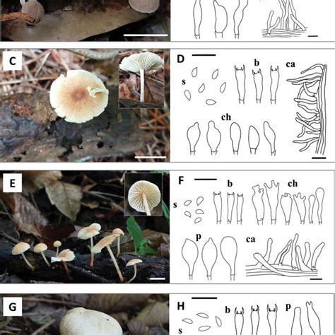 Basidiomata And Microscopic Characters Of The Four New Collybiopsis