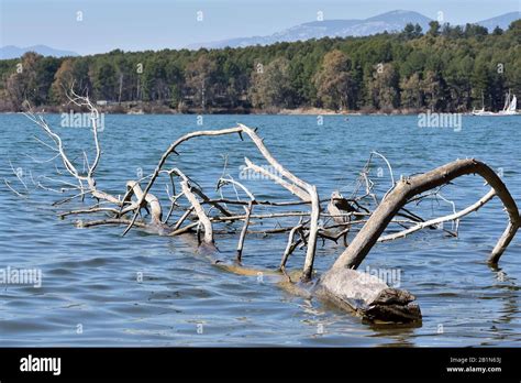 Dry Tree Floating In The Water Of A Lake Stock Photo Alamy