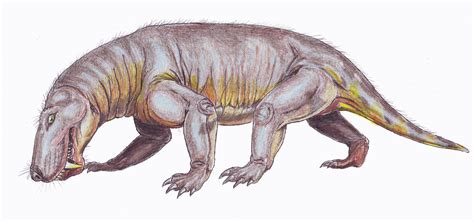 Gorgonopsid Broomicephalus Meaning Brooms Head Is An Extinct