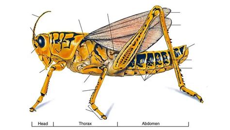 Detailed Cricket Anatomy Guide Diagram Of Its Body Parts Petculiars