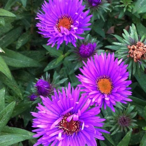 Aster Novae Angliae Purple Dome New England Aster From Antheia Gardens