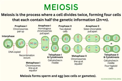 Meiosis Definition Diagram Steps And Function