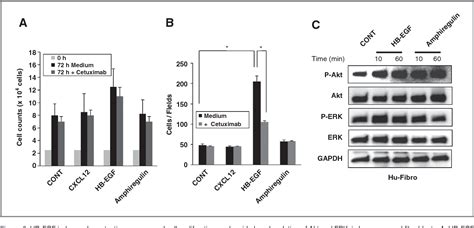 Figure 2 From The Egfr Ligands Amphiregulin And Heparin Binding Egf