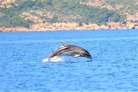 Olbia Excursi N De Avistamiento De Delfines Con Snorkel En La Isla De