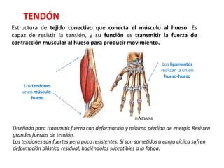 Tendon Antomia Pptx