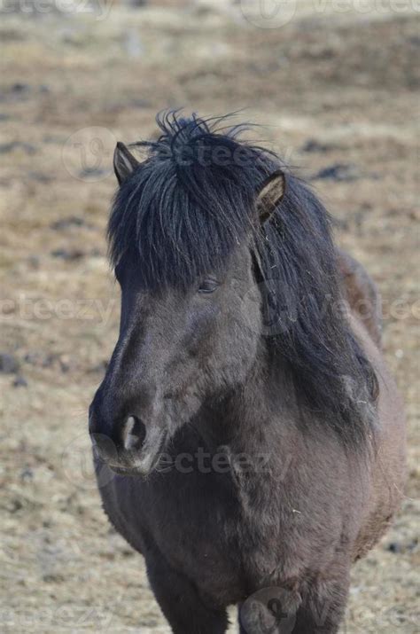 Black Icelandic Horse 9543635 Stock Photo at Vecteezy