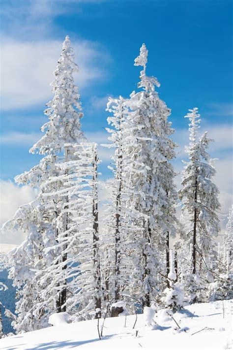 Paisagem Nevado Imagem De Stock Imagem De Bonito C U