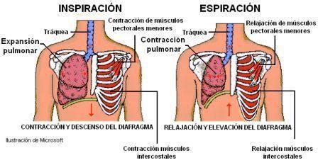 Fase de inspiración y espiración Quizizz