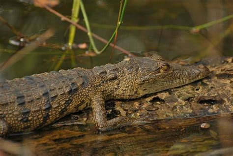 Morelet's crocodile - Alchetron, The Free Social Encyclopedia