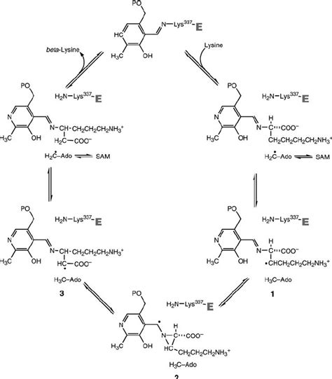 The mechanism of radical isomerization in the reaction of LAM. Reaction ...