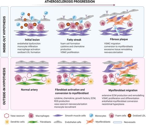 The Role Of Fibroblasts In Atherosclerosis Progression IntechOpen