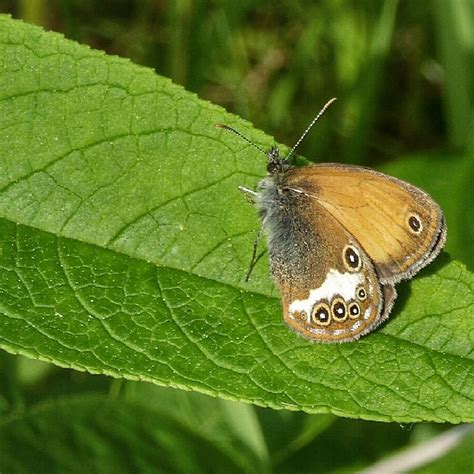 Kleines Wiesenv Gelchen Butterfly By Markus Springer On Youpic