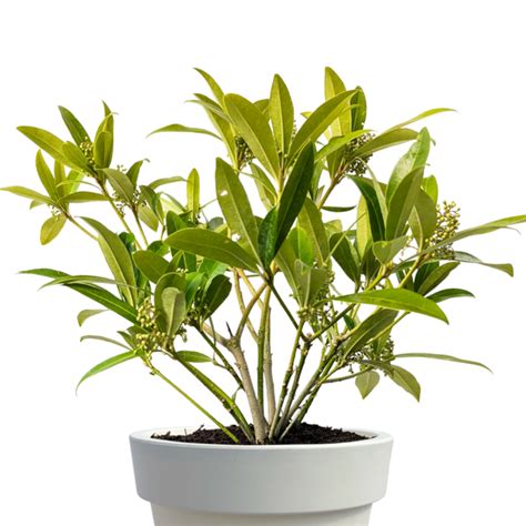 Skimmia Kew Green Muddy Trowel