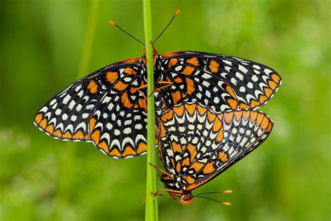 Texas Butterfly Festival