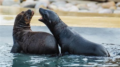 California Sea Lion Pups (Stanley and Coral!) (Yorkshire Wildlife Park ...