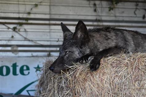 Melanistic Coyote Softmount for Adoption : r/Taxidermy