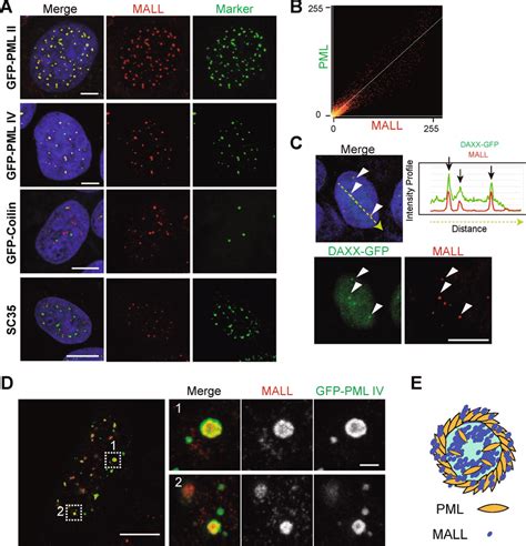 Mall Localizes To Pml Nbs A Co Localization Study Of Endogenous Mall