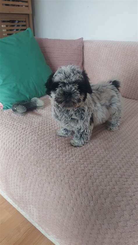 Shih Tzu Szczeniak SUCZKA Sochaczew OLX Pl