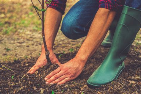 10 Powerful Benefits of Planting Trees