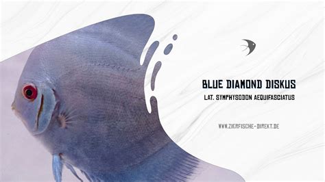 Blue Diamond Diskus Youtube