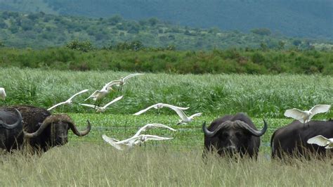 Things To Do In Akagera National Park On Honeymoon Trek Africa