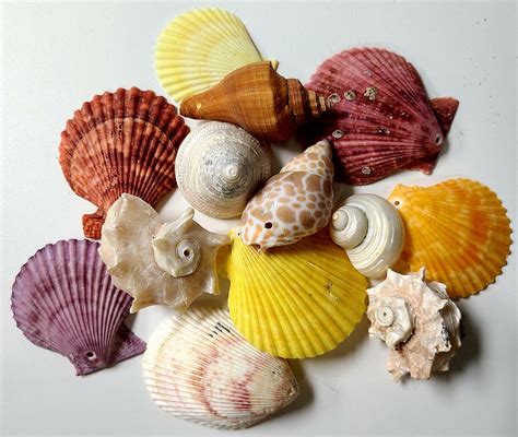 drilled shell mix darlenes shells